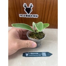 小蔡的木作坊 P.Veitchii Aubum River sporeling 澳銀孢子苗, 1個, 奧銀孢子苗還未出尖冠