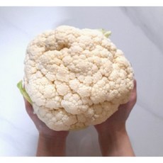 제주 직송 햇 콜리플라워 생 컬리플라워, 2kg, 1개