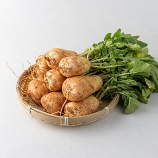 여수 알타리 무, 1개, 3kg