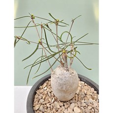 유포르비아 헤디오토이데스 동일품-260225 코덱스 아프리카식물 멸종위기 3161 희귀선인장