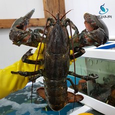 신선포장 살아있는 활 A급 랍스터 500g~1kg [원산지:캐나다], 1개, 랍스터 600g