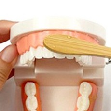 JT 유아 양치교육용 치아모형 아기교구