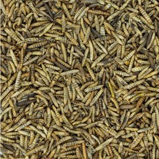 麵包蟲乾 (寵物點心), 106±5g, 1個