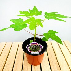 에덴플랜트 왜성파파야 난쟁이 파파야 소품 묘목 열대식물 이국적 인테리어, 1개