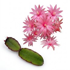 봄원종 코랄 커팅 수입 게발선인장 공기정화식물, 1개, 단일