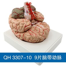 두개골 모형 뇌모형 해부학 교육 상품 뇌구조 골격, B