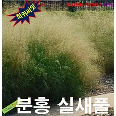 (씨앗나라) 분홍실새풀 씨앗 15립, 상세페이지 참조, 1개