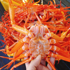 후포리 자숙 제철 구룡포 붉은대게 자숙홍게 선주직송 3.5kg, 1개, 실속형 8-12미