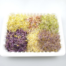 쉐프의정원 새싹채소 모둠 4~6종, 새싹 6종, 1개, 500g
