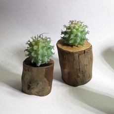 仿真植物 木樁擺件, P53仿真多肉+木頭底座(隨機), 1套