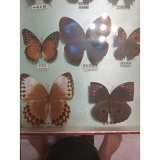 蝴蝶蛾類標本冊 古董收藏 兩本一套 玻璃材質 品項良好 復古風格, 1個