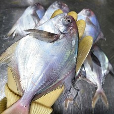 국산 당일바리 생물 병어 조림 구이용, 2개, 1kg(6-10미내외)