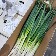 클릭마켓 국내산 대파 진도대파 부산 강원 흙대파 국산, 1개, 1kg