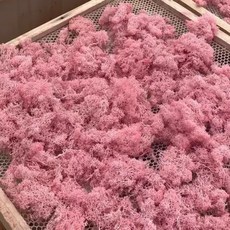 現貨 20克 乾燥苔蘚 永生苔蘚 DIY微景觀材料包 造景裝飾, 粉色