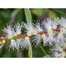 生活態DO 白千層精油 10ml 淨化空間 安定情緒 日常生活良伴, 1個