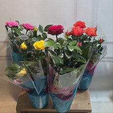 미니장미 포트장미 월동 장미 사계장미 소품, 2개, 혼합