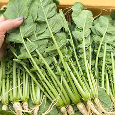 대아프레시 야채 아저씨네 국내산 시원 아삭한 채소 열무 300g 500g 1kg 2kg 4kg, 1박스