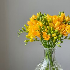 볼래bollae 프리지아 노란 봄향기 생화택배 꽃인테리어 꽃선물, 옐로우 20줄, 1개