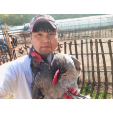 한국인의 밥상이 인정한 계룡산 청계닭 (냉동), 1개, 1.3kg