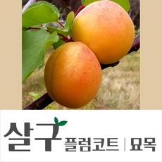 살구나무 하모니 산형3호 하코드 신사대실 살구묘목, 특묘, 1개