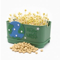 콩나물 키우기 키트 사각시루 (5종 택1), 1개