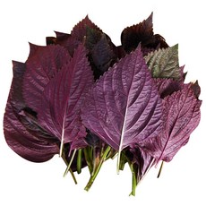 약초약선생 국산 자소엽 차조기잎 차즈기 농장직송 생자소엽, 1개, 300g