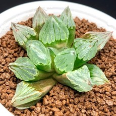 冰城 X 裏般若 B805-19, 1個