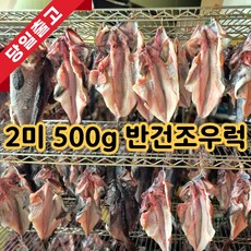 [하루20박스] 통영 반건조 우럭 국산 산지직송, 1개, 2kg(8미)