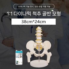 움직이는 골반모형 움직임 해부도 구조 대형 견본 발골부 골반 골격 뼈과, 여성 1 1 동적 요추 골반