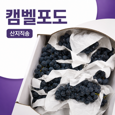 제철 고당도 캠벨포도 산지직송 프리미엄 퀄리티, 1박스, 캠벨 1kg / 3~5수 내외