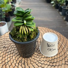 대엽풍란 청옥환 9cm포트 동양란 풍란 풍난 광명IC화훼유통, 1개