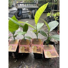 霏霏園藝 馬來西亞香波羅盆栽，4-5吋盆，高度25-30公分, 1個