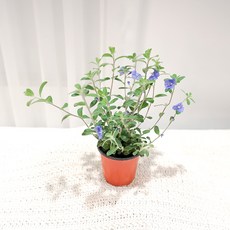갑조네 아메리칸블루 예쁜 꽃 인테리어식물, 1개
