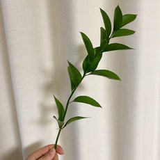 오후의 꽃 루스커스 유스커스 1줄기 꽃배달싼곳 양재꽃시장 생화택배, 루스커스 1줄기, 1개