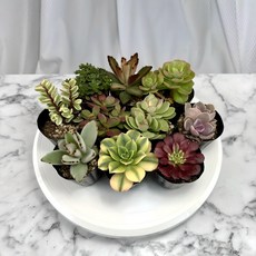 관엽류미니다육 10종세트, 1세트