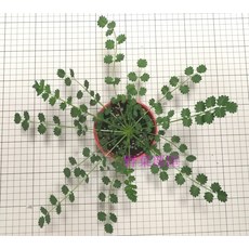 小地榆種子 葉子有堅果香味, 1包