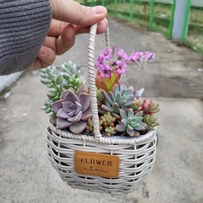 수지 왕골 바구니 다육이 인테리어소품 감성 바구니화분, 선택2. 갈색 수지 왕골 바구니, 1개