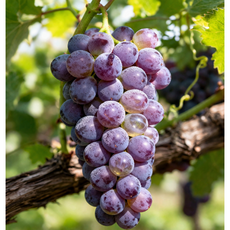 [최저가도전] 과즙팡팡 미국산 고당도 거봉, 1박스, 1.6kg