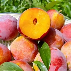 당도선별 고당도 도담 자두 왕자두, 1박스, 경북 도담 왕자두 2kg 대과