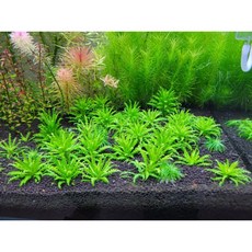 噴泉太陽 一株25元