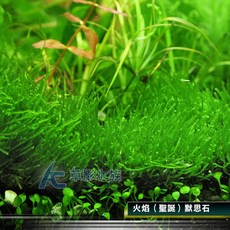 AC草影水族 火焰（聖誕）默思石 水生植物 陰性水草, 1個