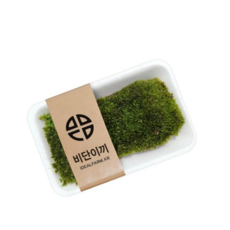 테라리움 비단이끼 (가는흰털이끼), 본상품