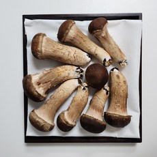 참송이버섯 참버섯 친환경 무농약버섯 안동산지직송 오후3시마감 당일발송 특상품/ 500g포장 3만원 특가판매!!, 1개, 0.5