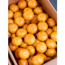 부산과일 과일맛집 고당도꿀 타이벡감귤, 1개, 5kg, 5kg
