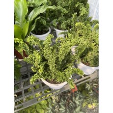 霏霏園藝 波士頓蕨類盆栽 仿真植物 室內裝飾, 1個