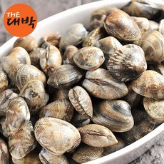 남해안 활 바지락 봉골레, 1개, 활 왕 바지락 3kg (150미 내외)