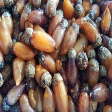 제철 산지직송 남해안 참미더덕 500g, 1개, 참미더덕500g