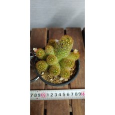 팅커벨선인장 황금사, 1개