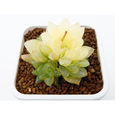 섬화옥수 옵투샤금 군생 동일품-260320 아프리카식물 코덱스 멸종위기 희귀선인장