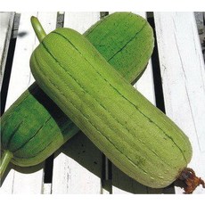 野菜部屋 K24 一極棒圓筒絲瓜種子 F1品種 早熟豐產不易老瓜, 1包